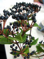 ro[iEeBkXiViburnum tinusj