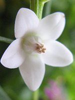 TUNXEzCgEChiSouthernCross White windj