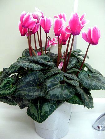 VN(Cyclamen)