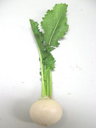 カブ 蕪 かぎけんweb カブ 蕪 かぎけんweb