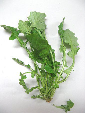 春の七草 かぎけんweb セリ ナズナ ゴギョウ ハコベラ ホトケノザ スズナ スズシロです 春の七草 かぎけんweb セリ ナズナ ゴギョウ ハコベラ ホトケノザ スズナ スズシロです