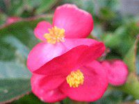 xSjAEZpt[X(Begonia semperflorens)