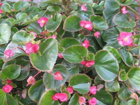xSjAEZpt[X(Begonia semperflorens)