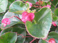 xSjAEZpt[X(Begonia semperflorens)