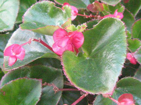 xSjAEZpt[X(Begonia semperflorens)