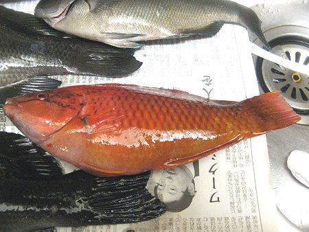 アカササノハベラ 赤笹の葉倍良 かぎけんweb