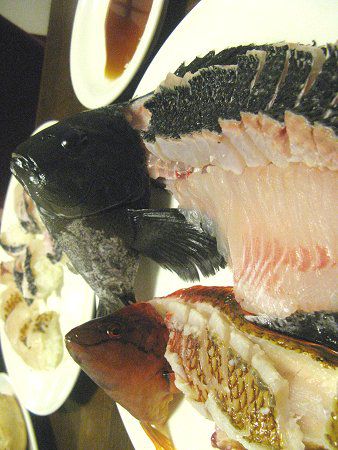 アカササノハベラ 赤笹の葉倍良 かぎけんweb アカササノハベラ 赤笹の葉倍良 かぎけんweb