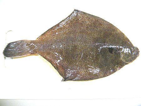 カレイ種類 カレイとは 鰈 かぎけんweb カレイ種類 カレイとは 鰈 かぎけんweb