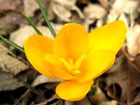 NbJX(Crocus)