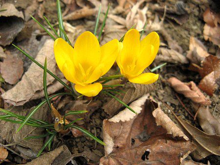 クロッカス(Crocus)