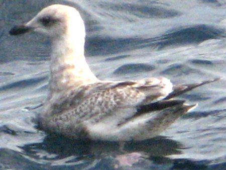☆かもめページ☆ ウミネコ、それとも他のカモメでしょうか。 - 日本の野鳥識別図鑑
