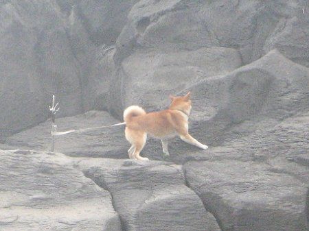 イヌ（犬）