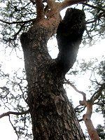 �A�J�}�c(�ԏ�)