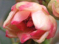 イリシウム ランセオラツム Ilicium Lanceolatum かぎけんweb