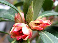 イリシウム ランセオラツム Ilicium Lanceolatum かぎけんweb