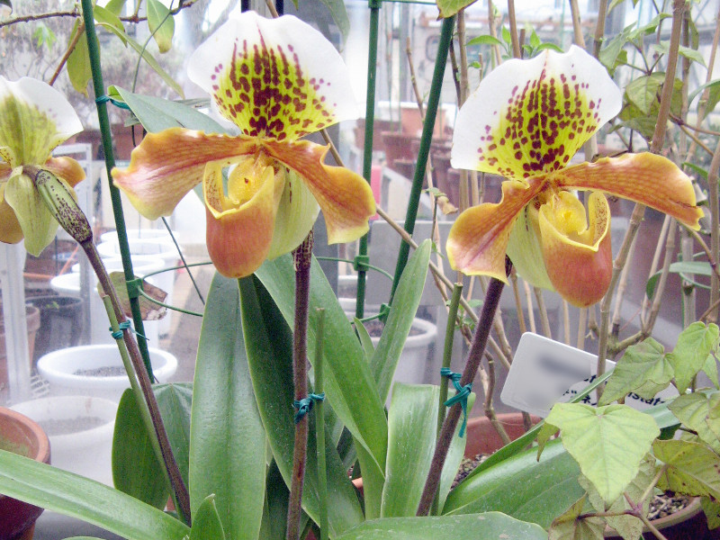 ptBIyfB(Paphiopedilum) 