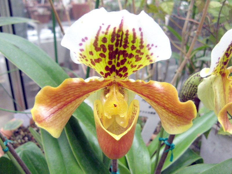 ptBIyfB(Paphiopedilum) 