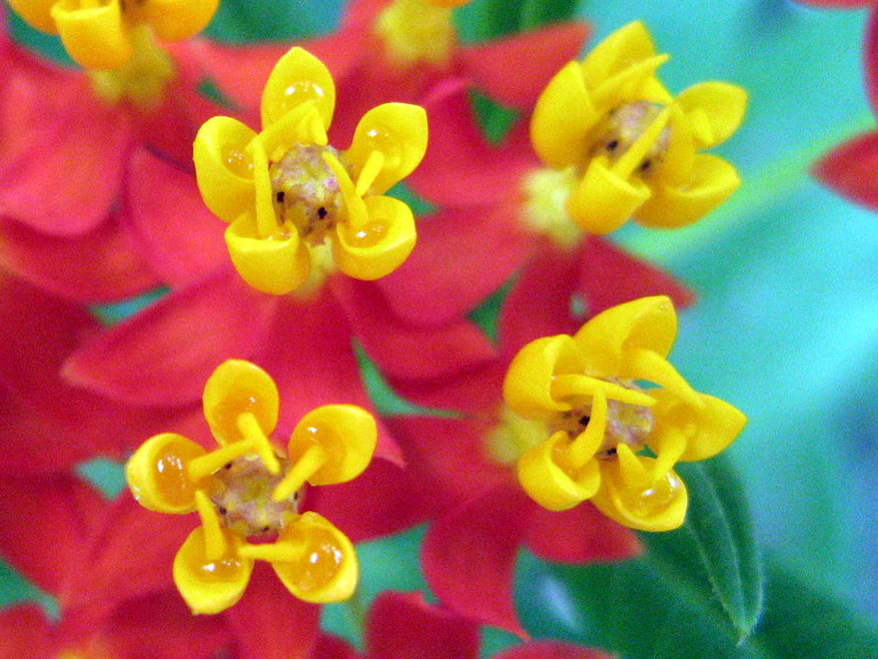 AXNsAX(Asclepias)