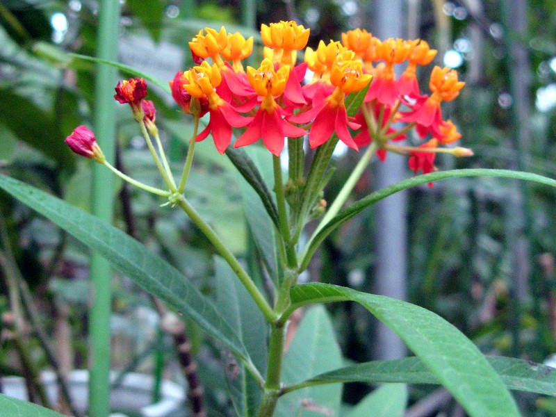 AXNsAX(Asclepias)