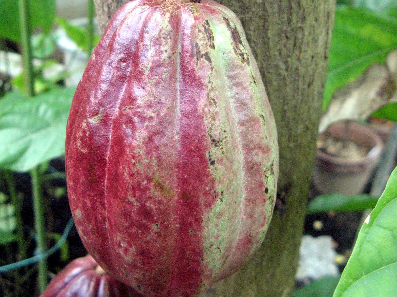 cacao