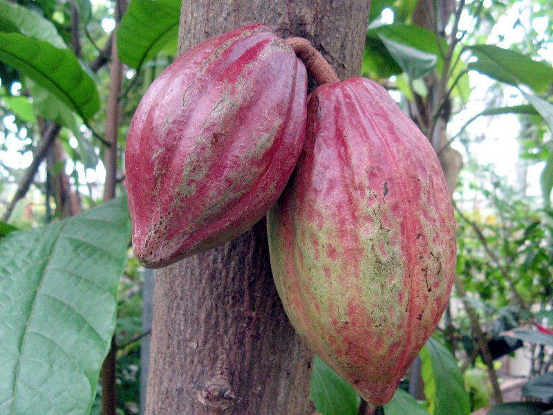 cacao