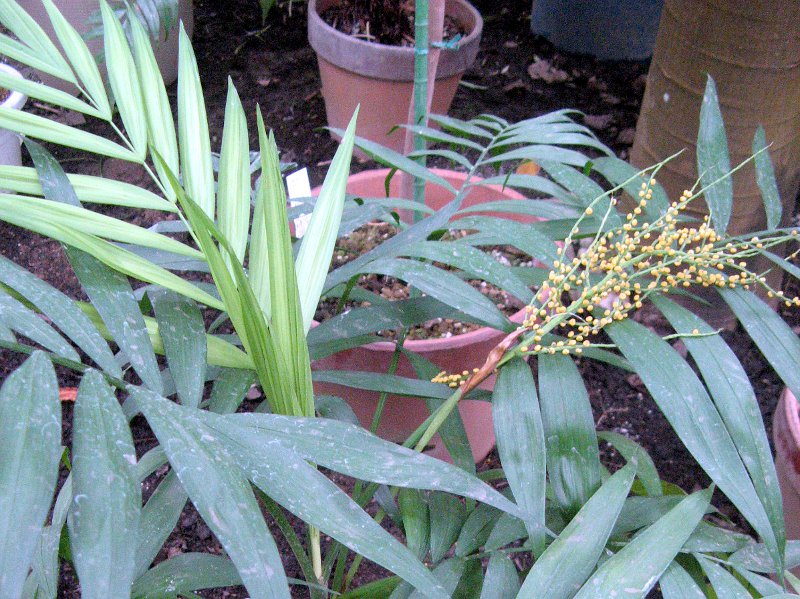 `hAEGKX(Chamaedorea elegans) 