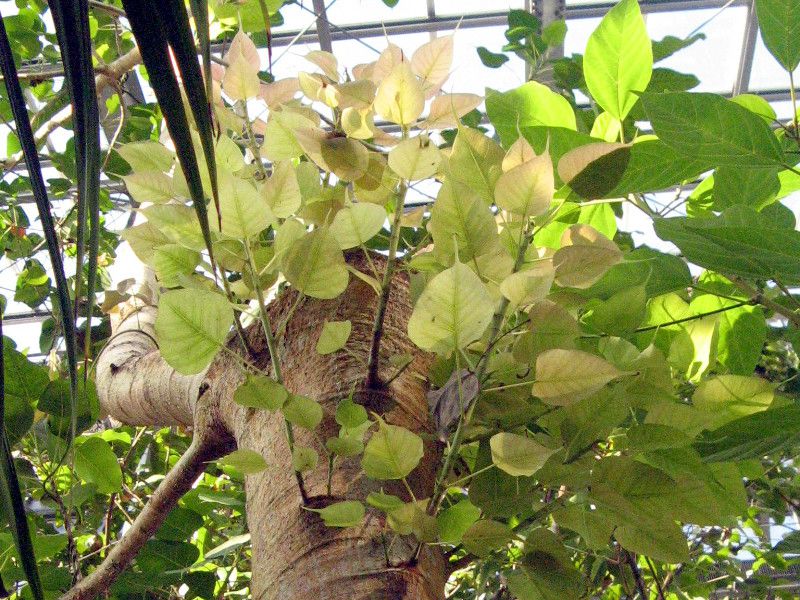 インドボダイジュ（印度菩提樹、学名：Ficus religiosa）