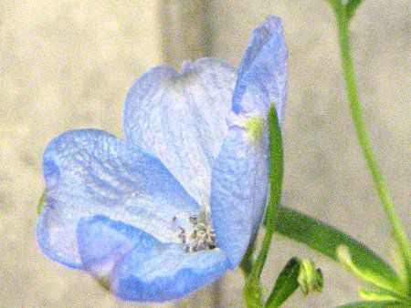 デルフィニウム Delphinium かぎけんweb デルフィニウム Delphinium かぎけんweb