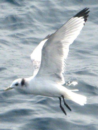 ☆かもめページ☆ セグロカモメ | ひがし北海道の野鳥図鑑 | BIRD LAND ひがし