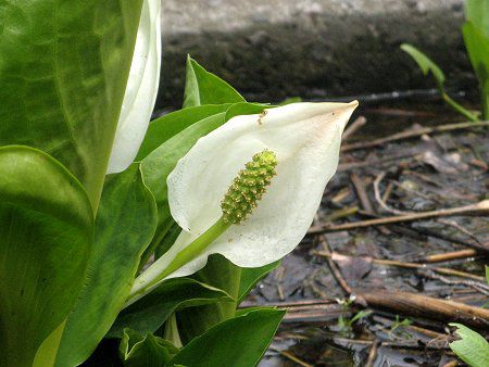 ミズバショウ（水芭蕉）