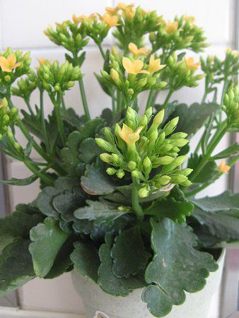 JRG(Kalanchoe)