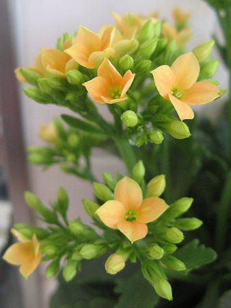 JRG(Kalanchoe)