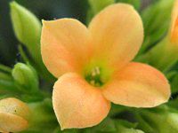 JRG(Kalanchoe)