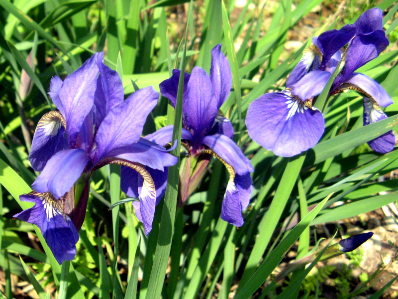 アヤメ（文目、綾芽)