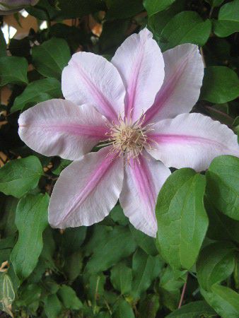 N}`X(Clematis)