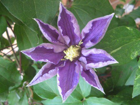 Clematis 'Lasur Stern'