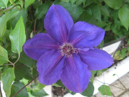 N}`XViClematis 'Teshio'j