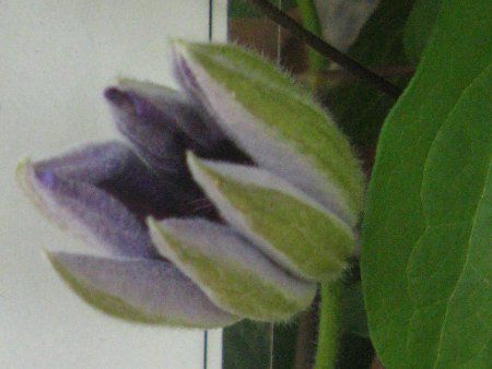 N}`XViClematis 'Teshio'j