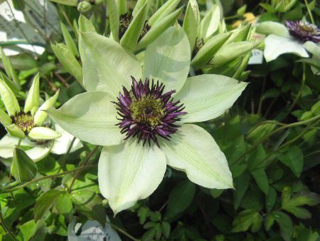 クレマチス Clematis かぎけんweb クレマチス Clematis かぎけんweb