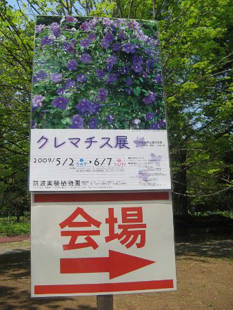 クレマチス(Clematis)【かぎけんWEB】