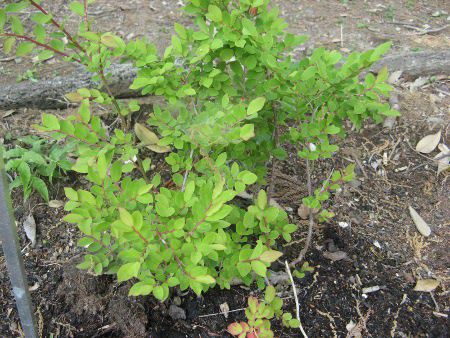 コケモモ 苔桃 かぎけんweb