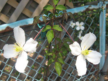 N}`XEXm[tCN(C.'Snowflake')