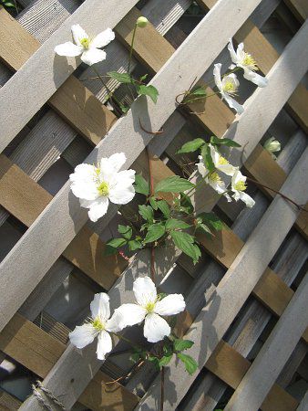 N}`XEXm[tCN(C.'Snowflake')