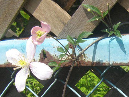 N}`XE^i'GUxX'(C.montana 'Elizabeth')