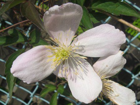 N}`XE^i'GUxX'(C.montana 'Elizabeth')