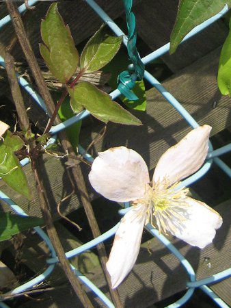 N}`XE^i'GUxX'(C.montana 'Elizabeth')