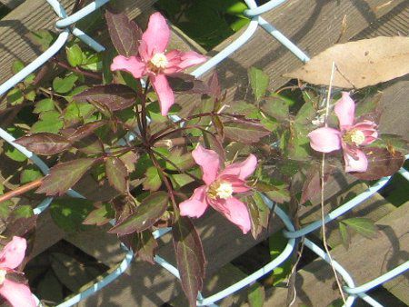 N}`X'TCY'(C.m. 'Sunrize')