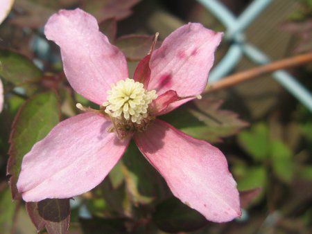 N}`X'TCY'(C.m. 'Sunrize')