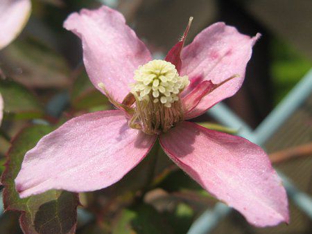 N}`X'TCY'(C.m. 'Sunrize')