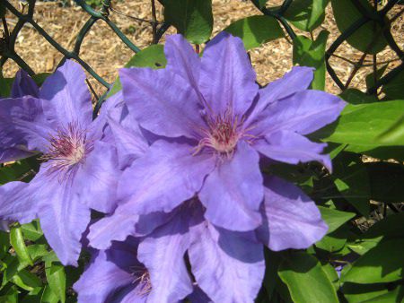 N}`X Lan 'a'(C.Lan 'YAmato')